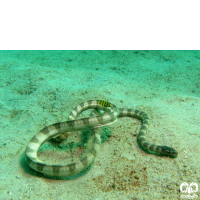 زیرخانواده مارهای دریایی Sea snakes